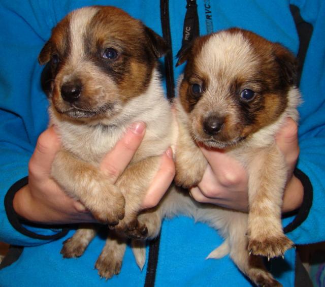 stenatka-od-sestricky-acd---anicky-7.5653645056E+17[1].jpg